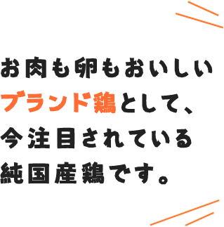 お肉も卵もおいしいブランド鶏として、今注目されている純国産鶏です。