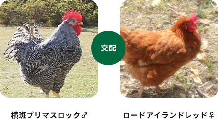 横斑プリマスロック♂ ロードアイランドレッド♀