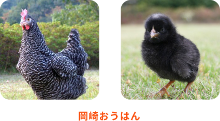 岡崎おうはん
