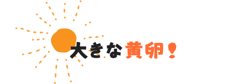 大きな黄卵！